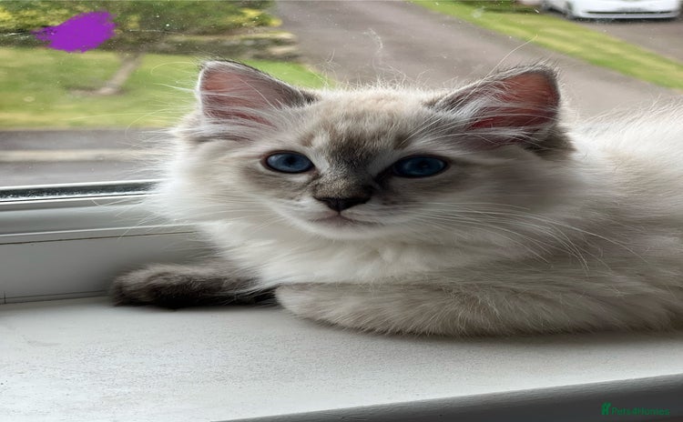 Ragdoll cats - Advert 8