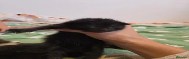Mixed Breed 3
