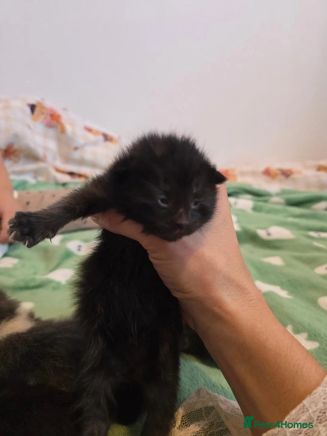 Mixed Breed cats for sale: Kittens girls and boy adorable mixed breed - Advert 18