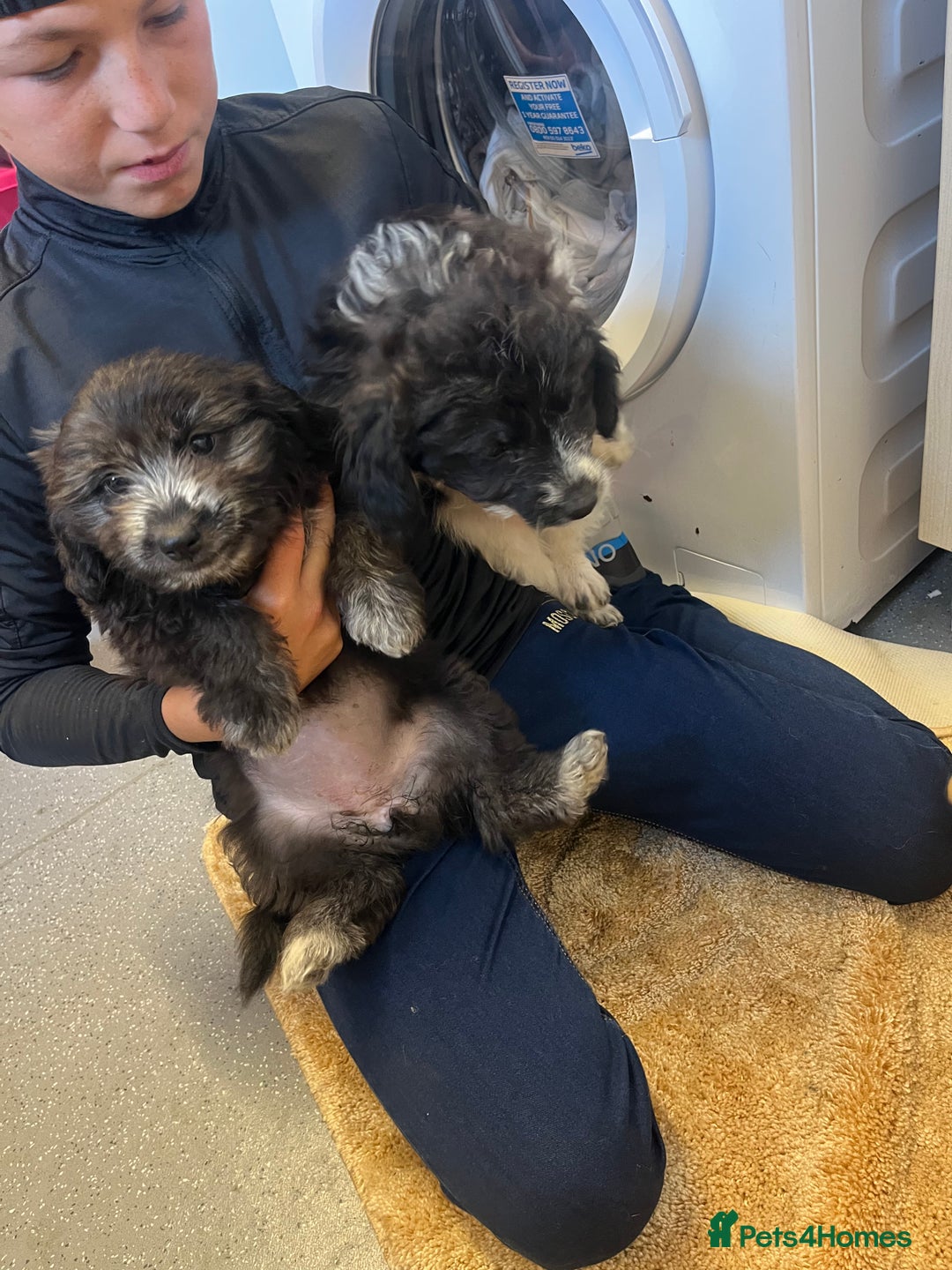 Jackapoo dogs for sale: Poodle x ready now  - Image 5