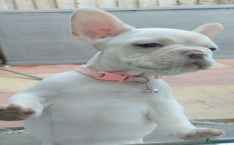French Bulldog dogs - Advert 1