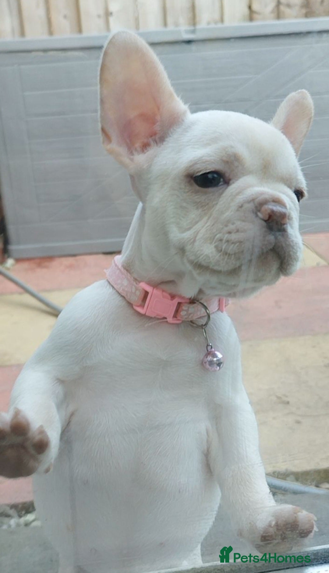 French Bulldog dogs for sale: Platinum,cream French bulldogs female  - Image 1