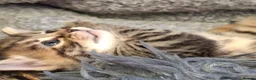 Mixed Breed cats for sale: 5 beautiful kittens for sale - Advert 23