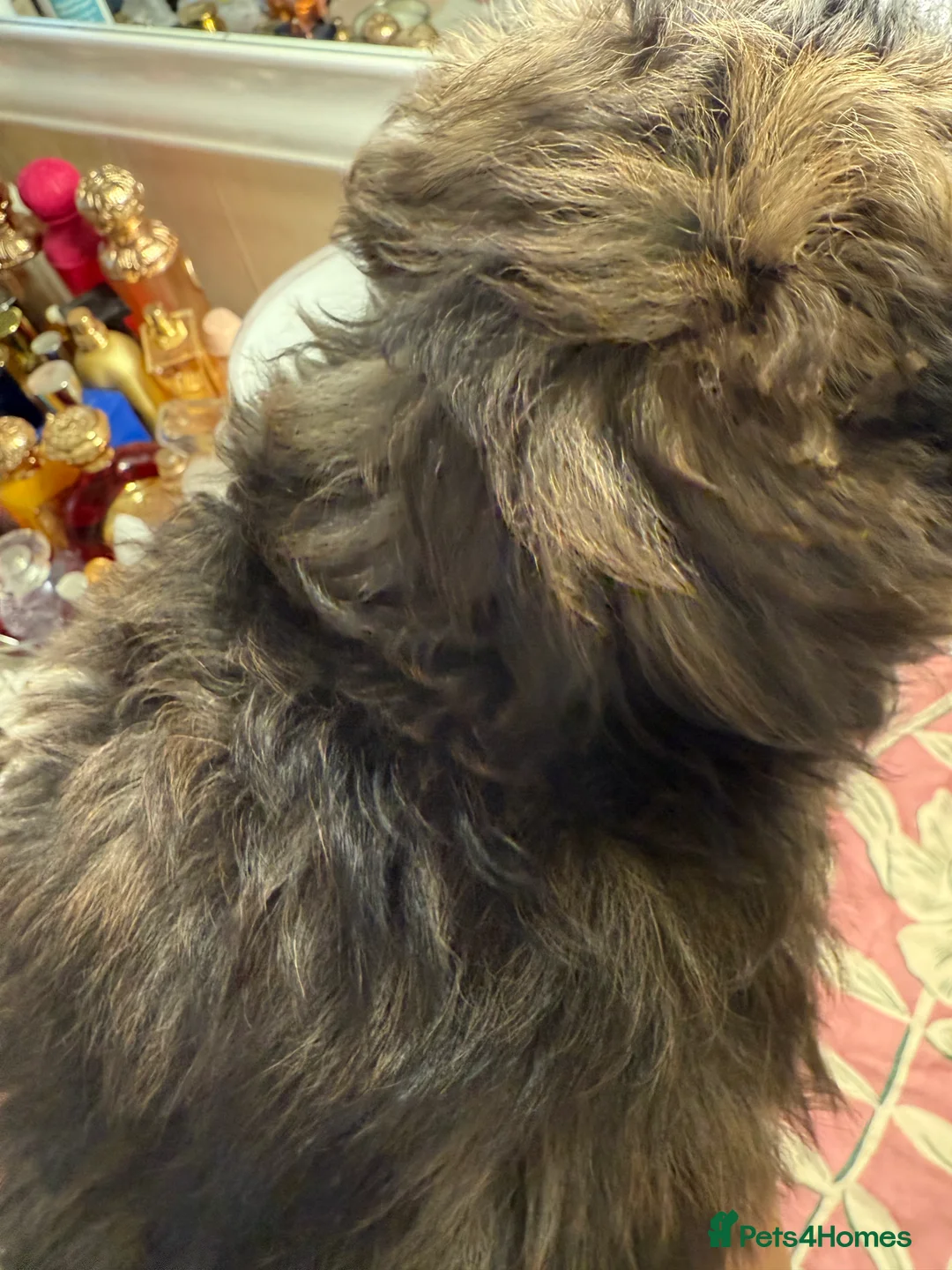 Maltipom dogs for sale: Maltipom puppies  - Advert 11