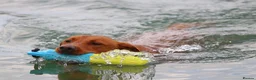Labrador Retriever dogs for stud: *PROVEN* Autumnsoak Delphinium Bryn Hips 0/0 - Advert 4