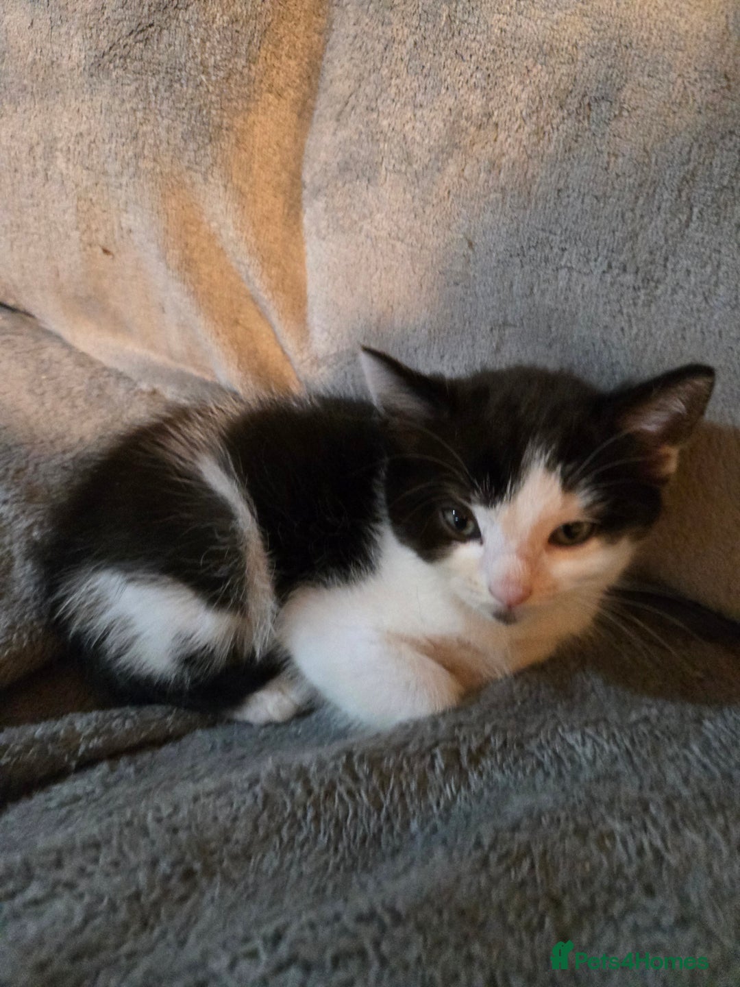 Mixed Breed cats for sale: Last boy left - Advert 2