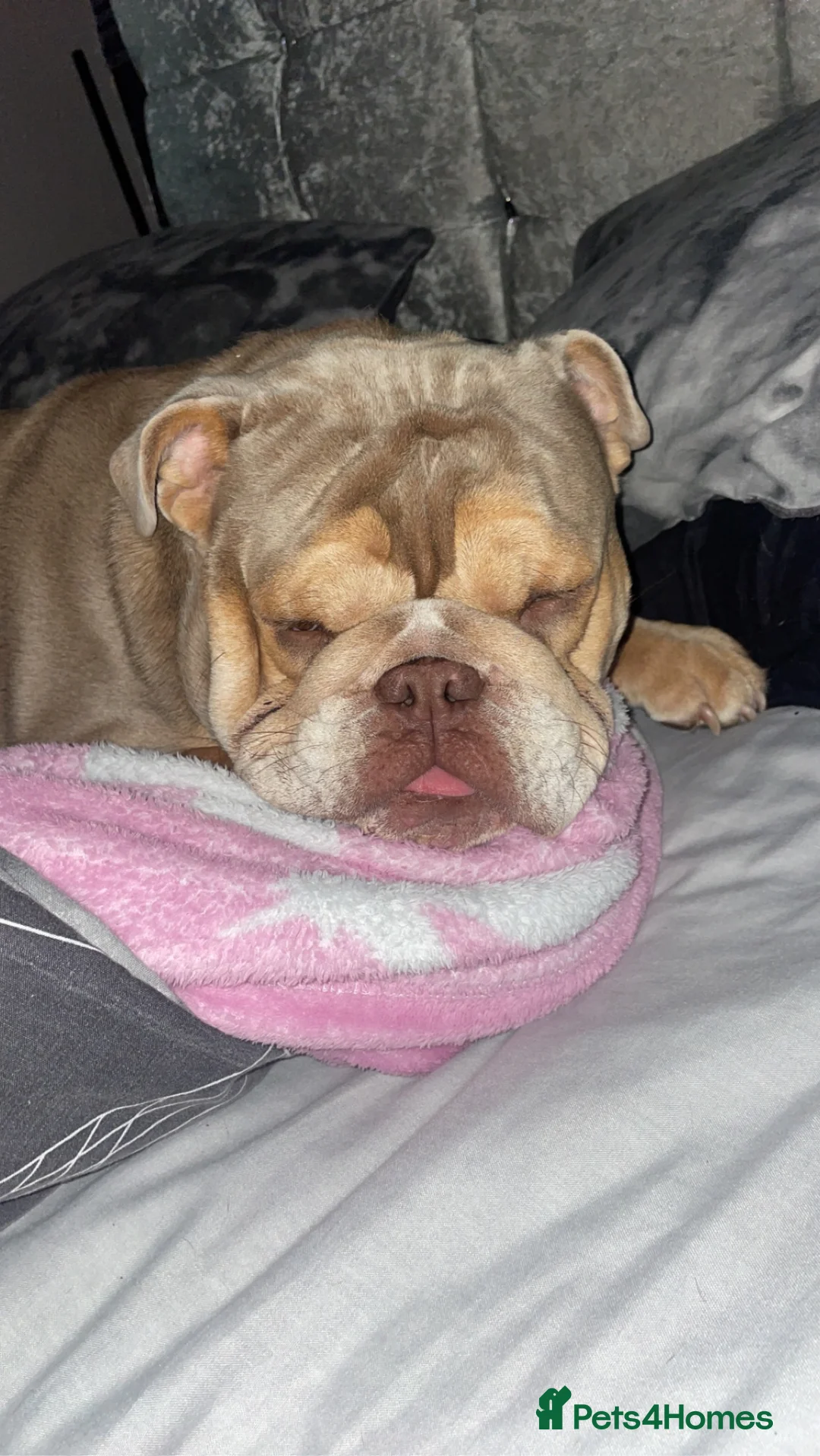 English Bulldog dogs for sale: English bulldog  in Flint - Advert 5