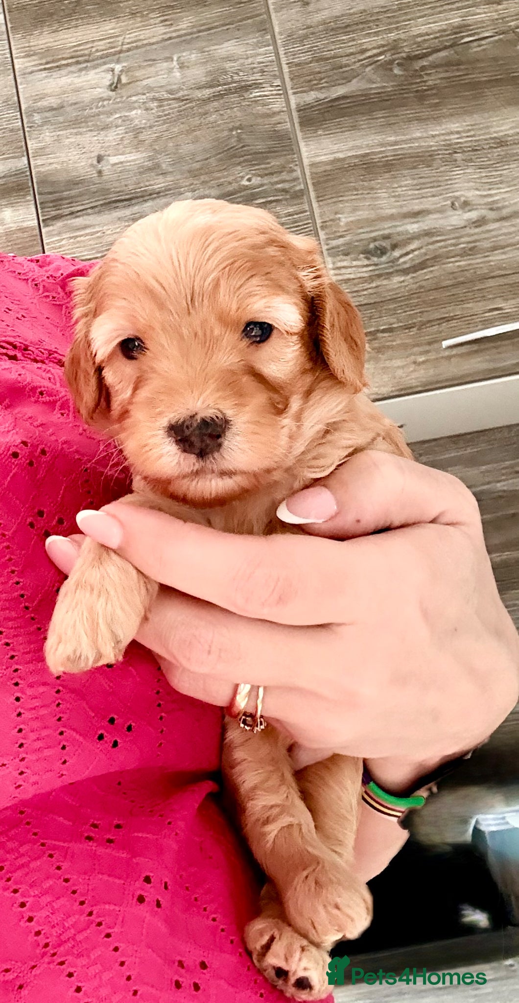 Cavapoo dogs Stunning F1b Cavapoo Puppies – 6 Girls & 2 Boys - Advert 2