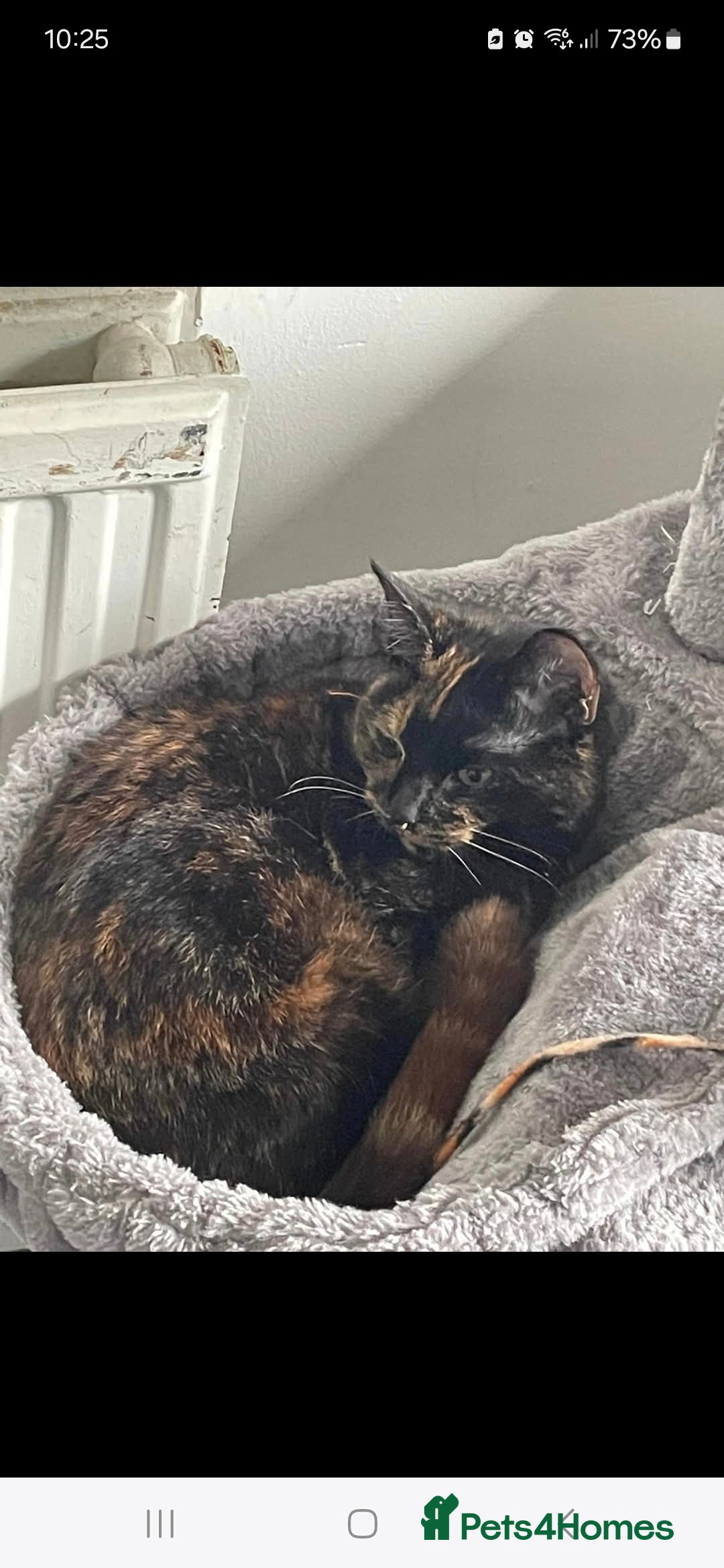 Mixed Breed cats Kittens  - Advert 1