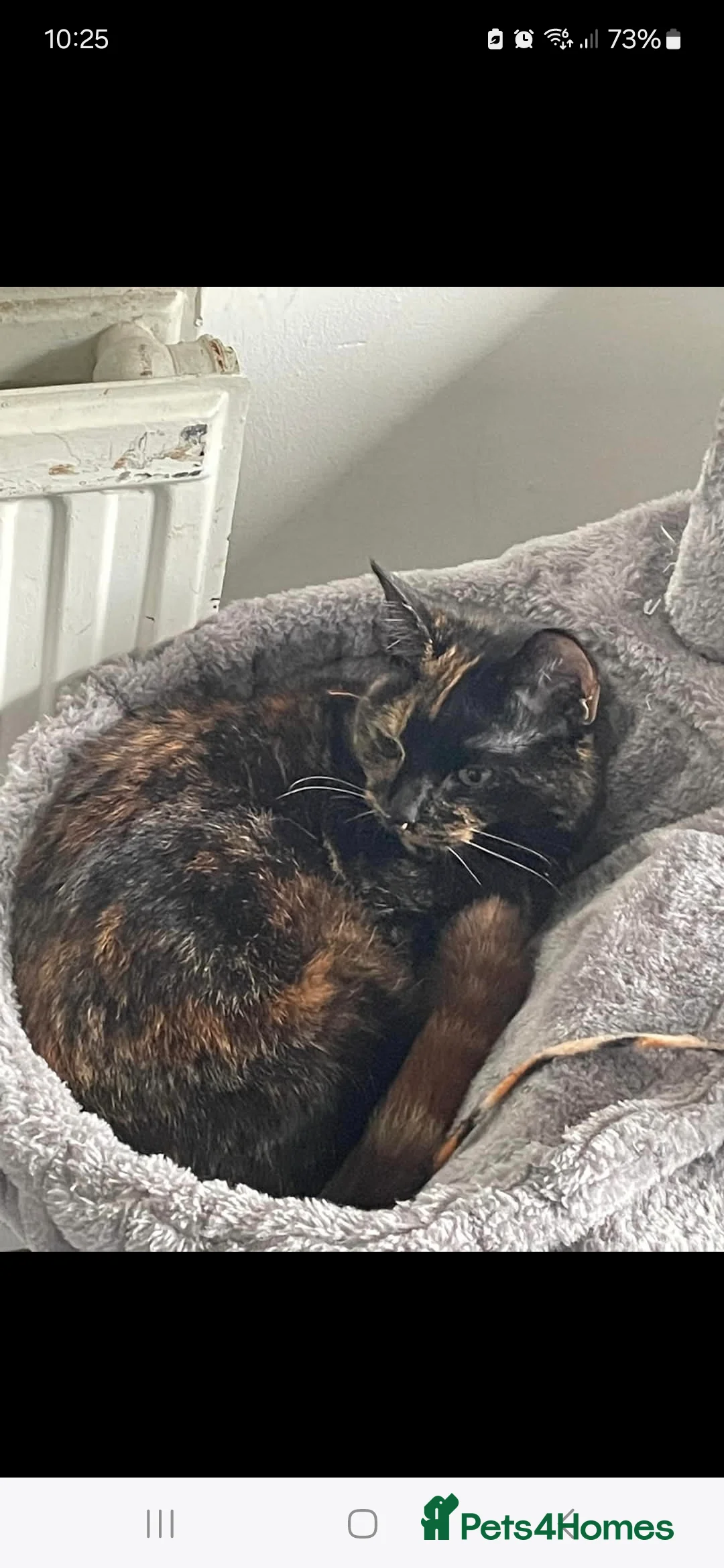 Mixed Breed cats for sale: Kittens  - Advert 1