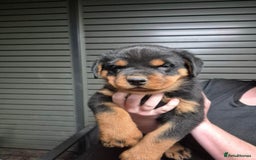 Rottweiler dogs for sale: ** Selling Fast ** Rottweiler Puppies - Image 4
