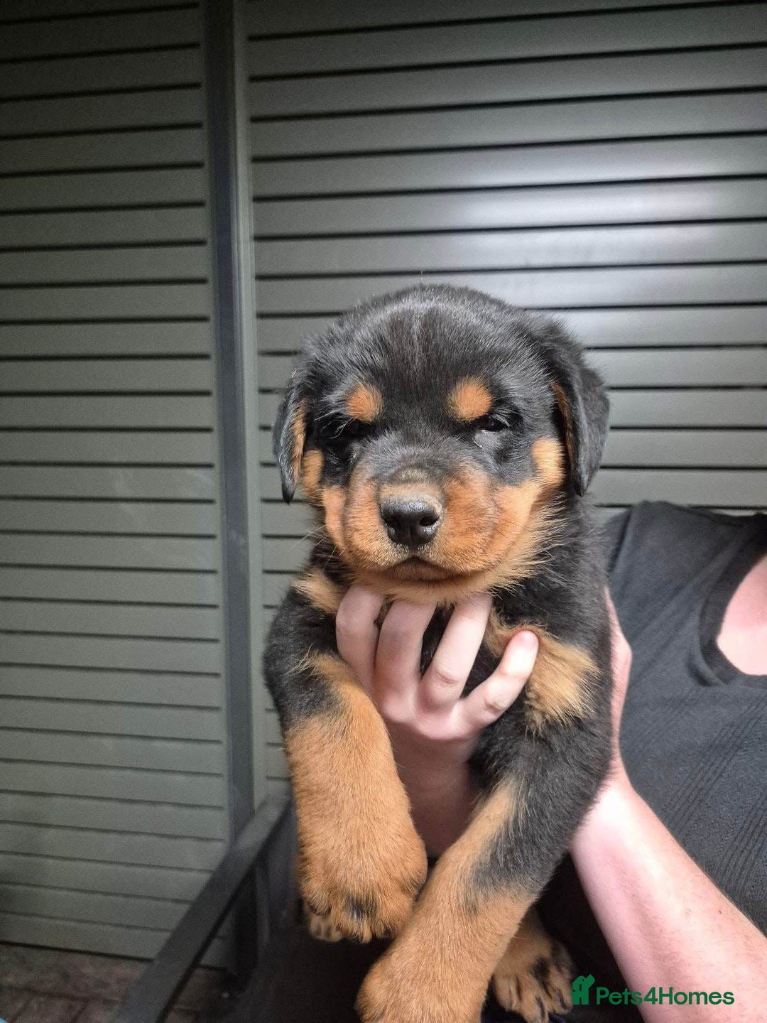Rottweiler dogs for sale: ** Selling Fast ** Rottweiler Puppies - Image 4