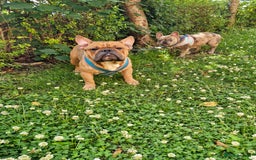 Mixed Breed dogs for sale: Frenchies looking for their forever sofa - Image 2