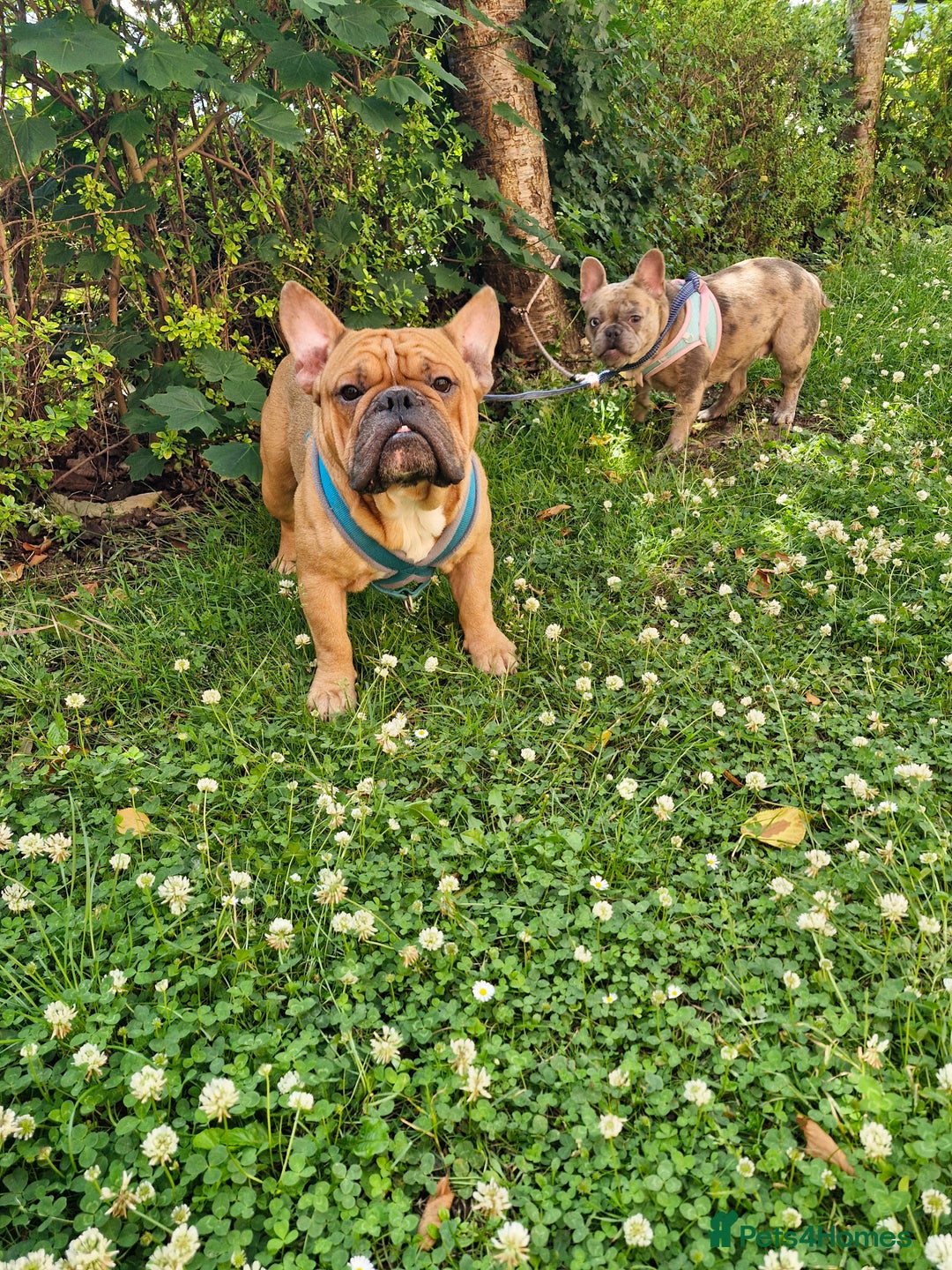 Mixed Breed dogs for sale: Frenchies looking for their forever sofa - Image 2
