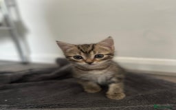 Mixed Breed cats for sale: 3 beautiful tabby’s - Image 1