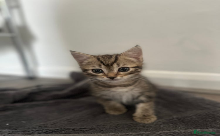 Mixed Breed cats - Advert 1