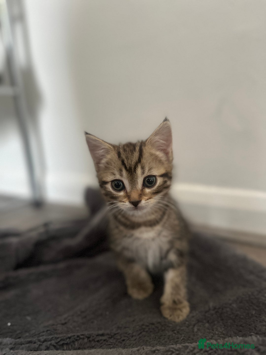 Mixed Breed cats for sale: 3 beautiful tabby’s - Image 1