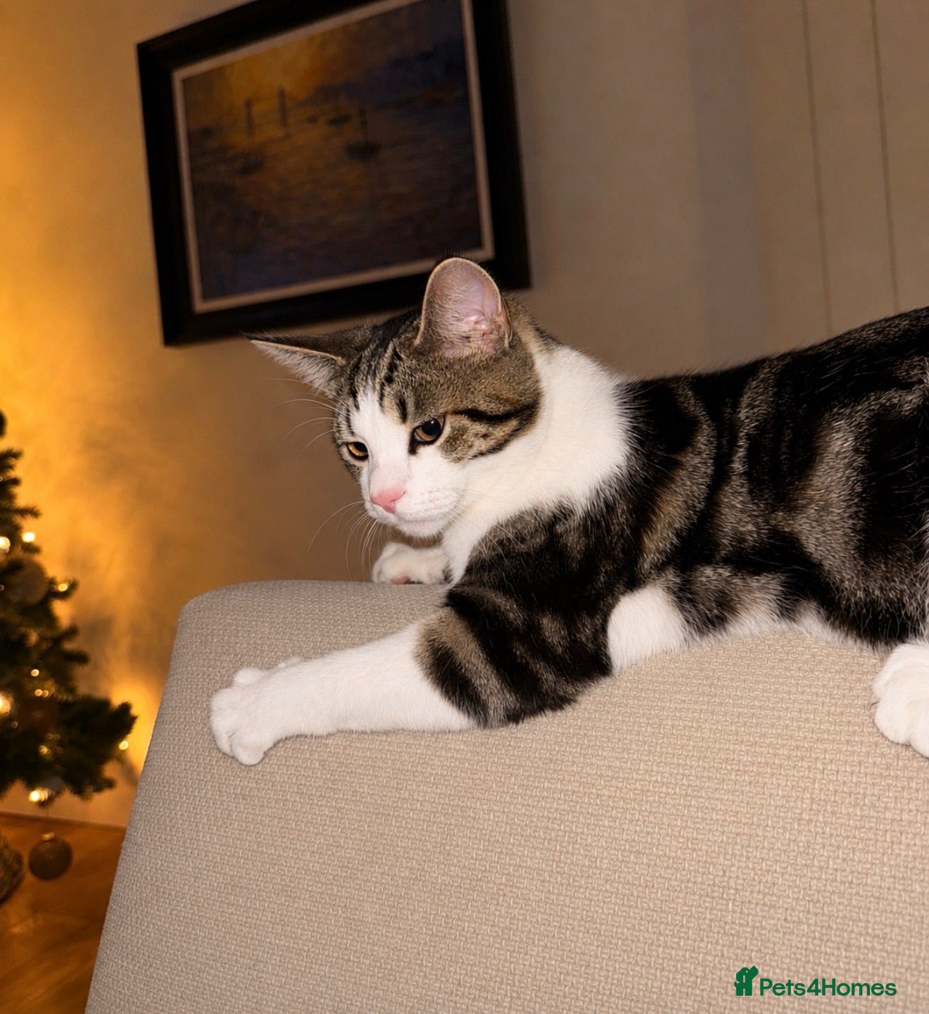 Mixed Breed cats  ** s.  - Advert 1