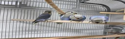 Lovebirds birds for sale: Peach faced blue lovebird in Pontefract - Advert 5