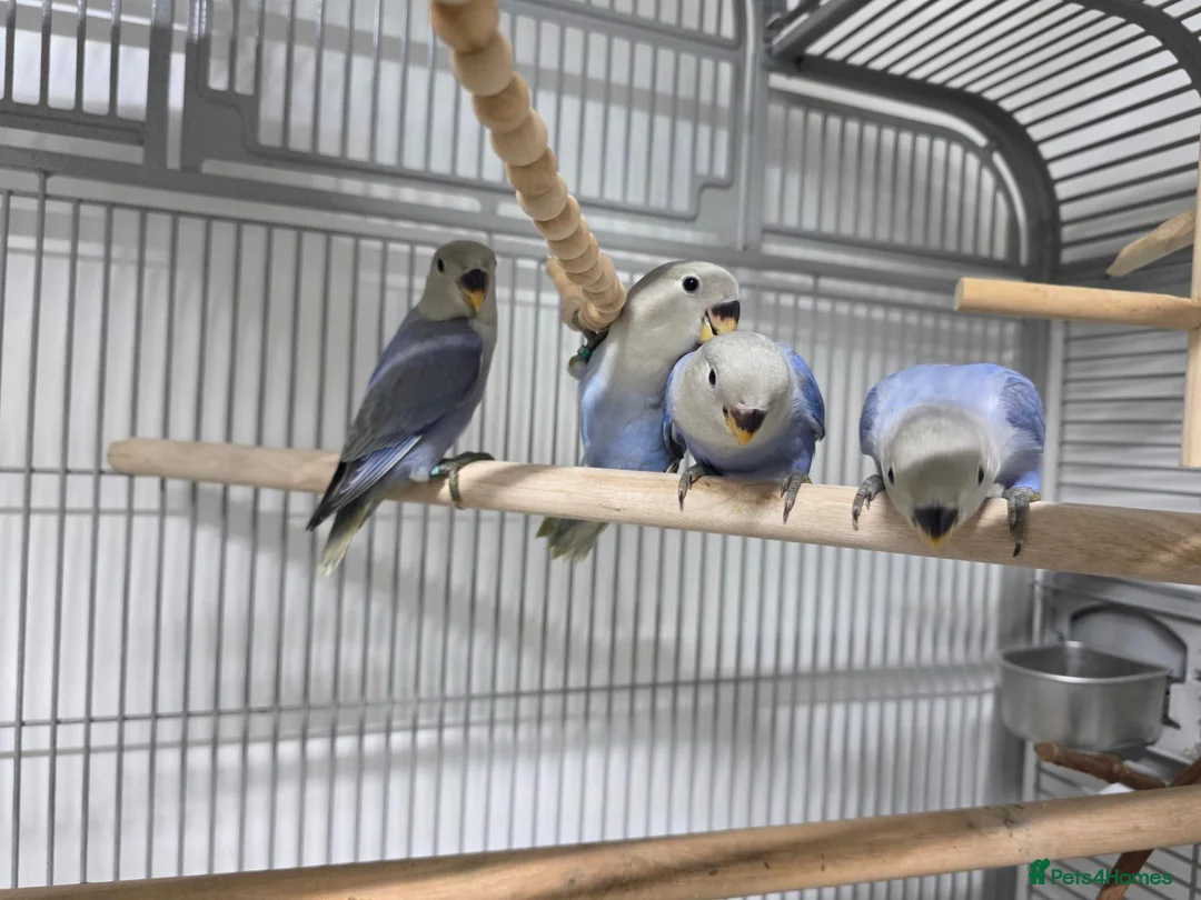 Lovebirds birds for sale: Peach faced blue lovebird in Pontefract - Advert 5
