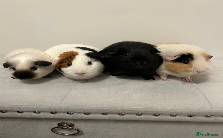 Guinea Pig rodents - Advert 9