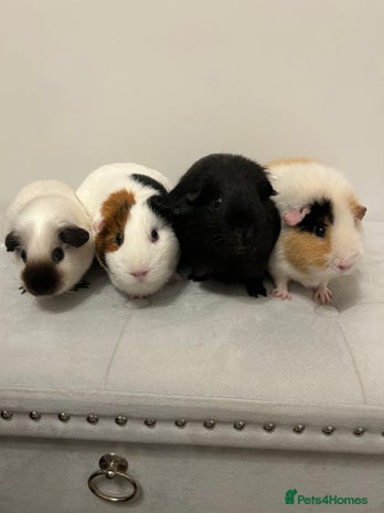 Guinea Pig rodents - Advert 2