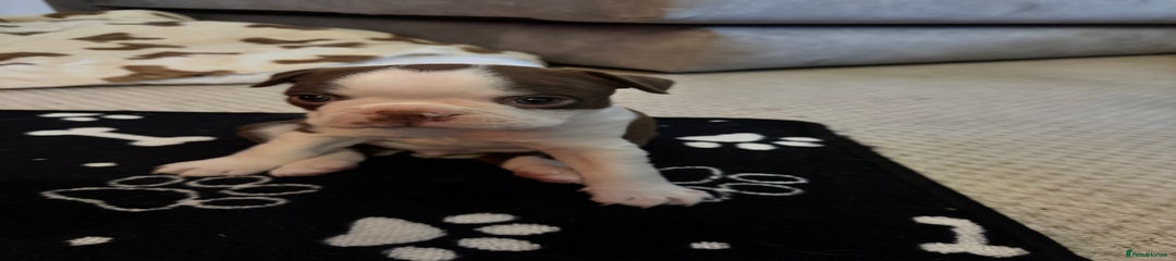Boston Terrier Puppy 2