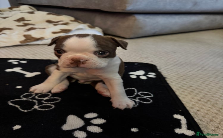 Boston Terrier dogs - Advert 1