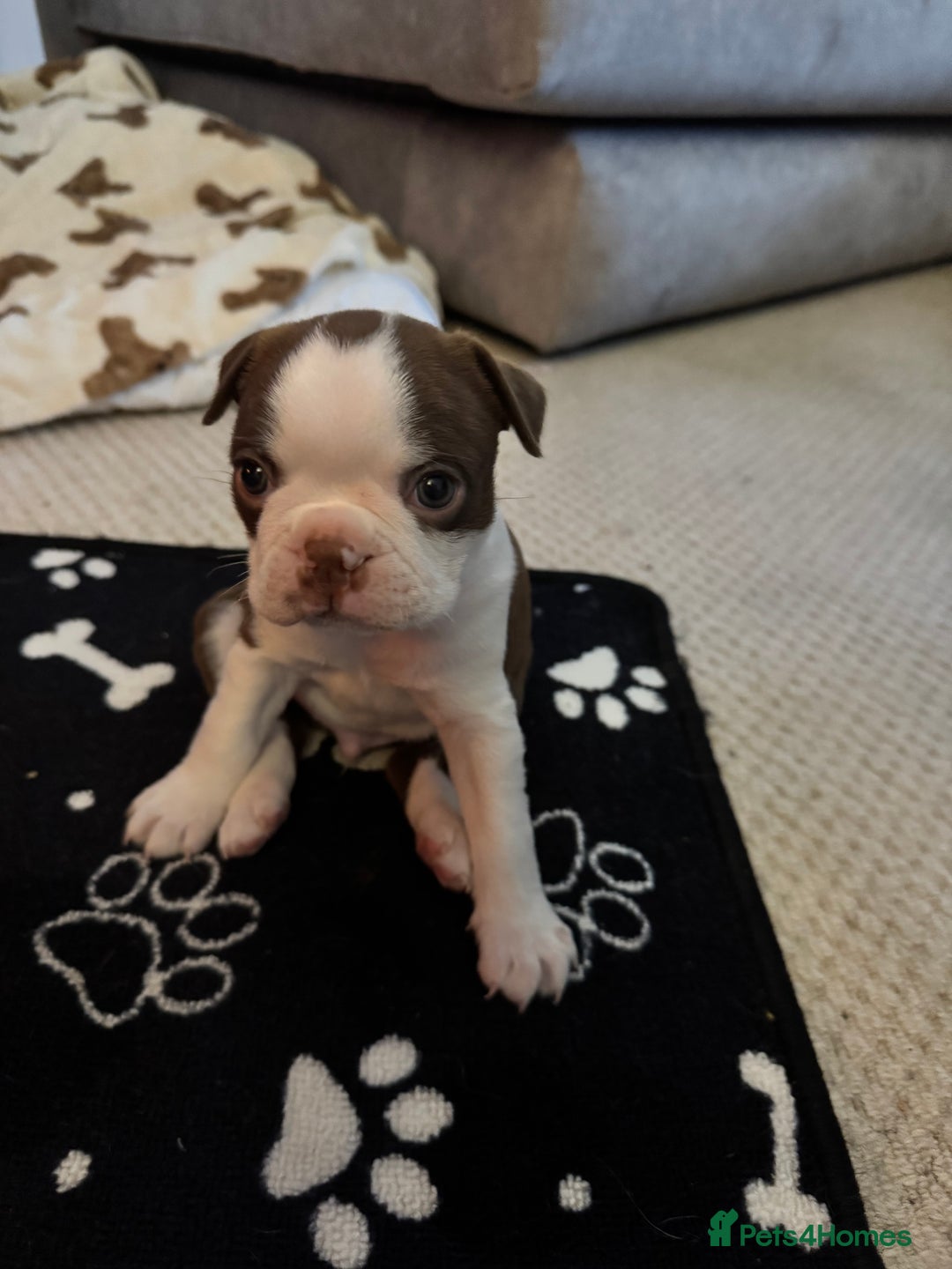Boston Terrier dogs for sale: Boston Terrier Pups  - Image 1