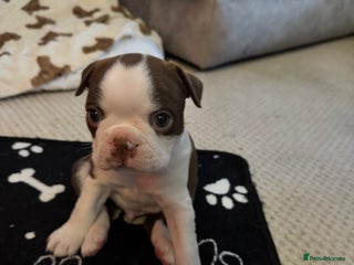 Boston Terrier dogs - Advert 18