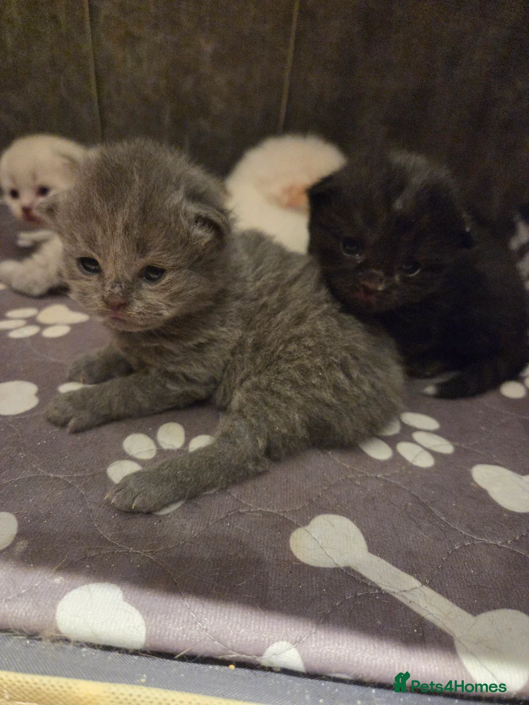 Scottish Fold cats for sale: Scottish Folds - Advert 3