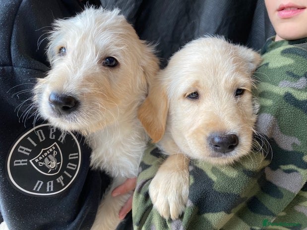 Labradoodle dogs - Advert 12