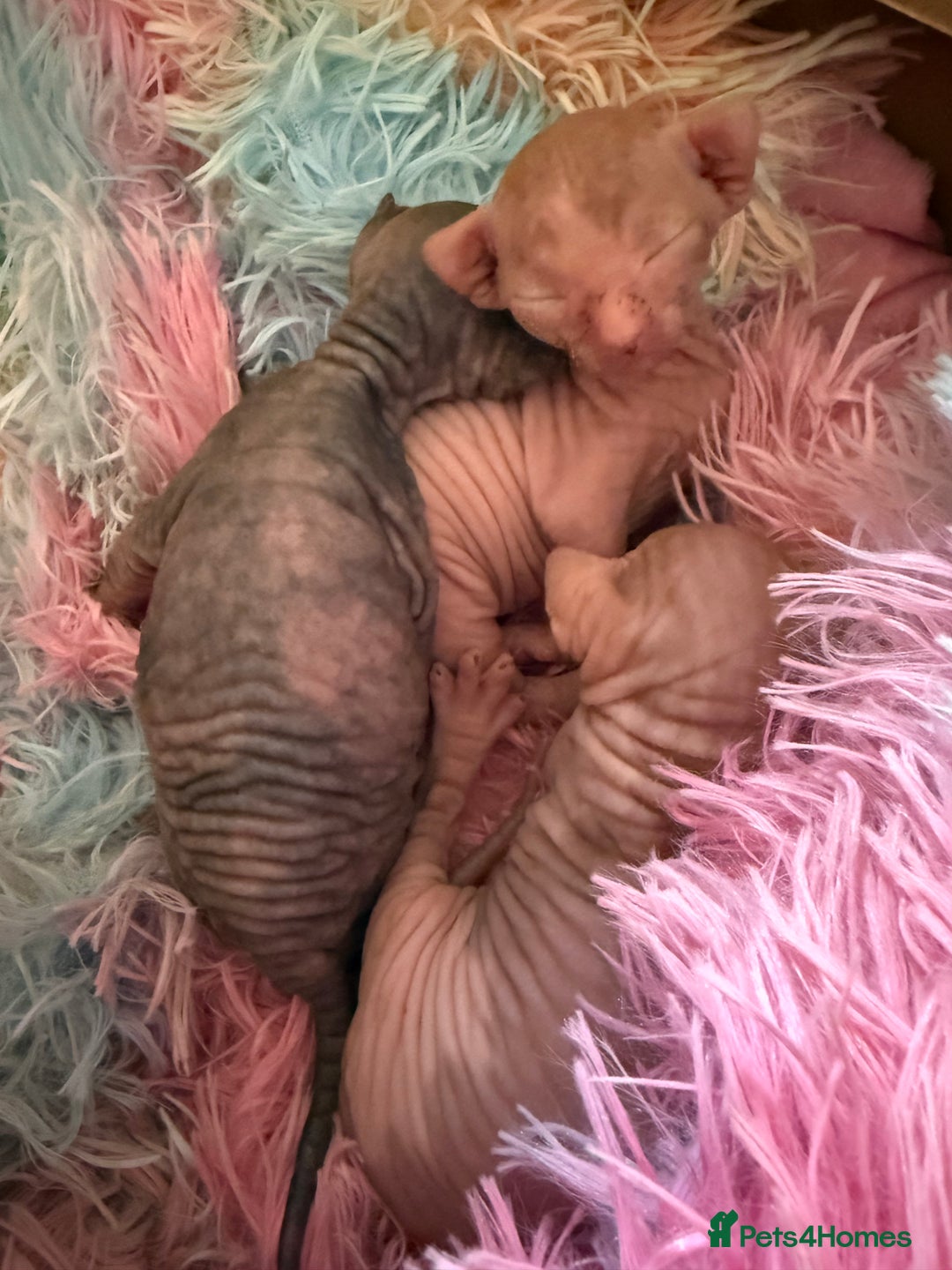 Sphynx cats for sale: Sphynx little naked babies - Image 5