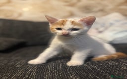 Mixed Breed cats for sale: Adorable kittens looking for a forever home  - Image 1