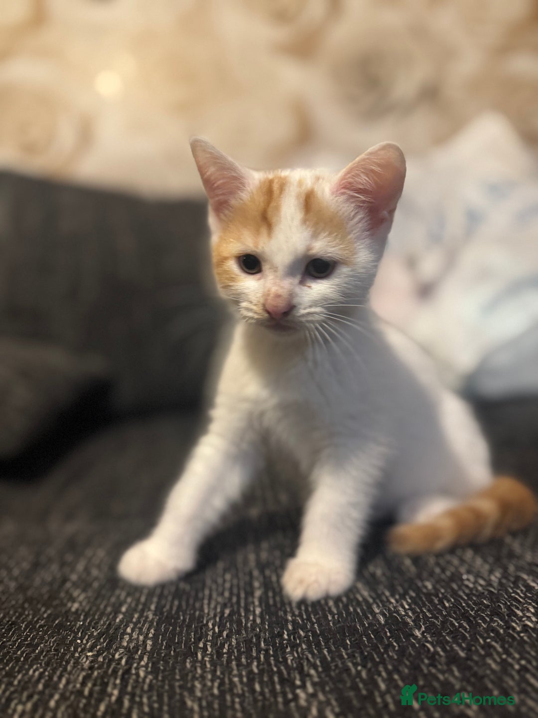 Mixed Breed cats for sale: Adorable kittens looking for a forever home  - Image 1
