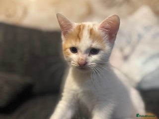 Mixed Breed cats - Advert 17