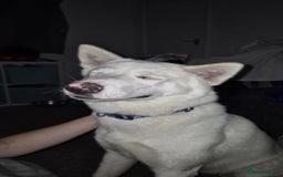 Mixed Breed dogs for sale: American x Japanese Akita  - Image 5