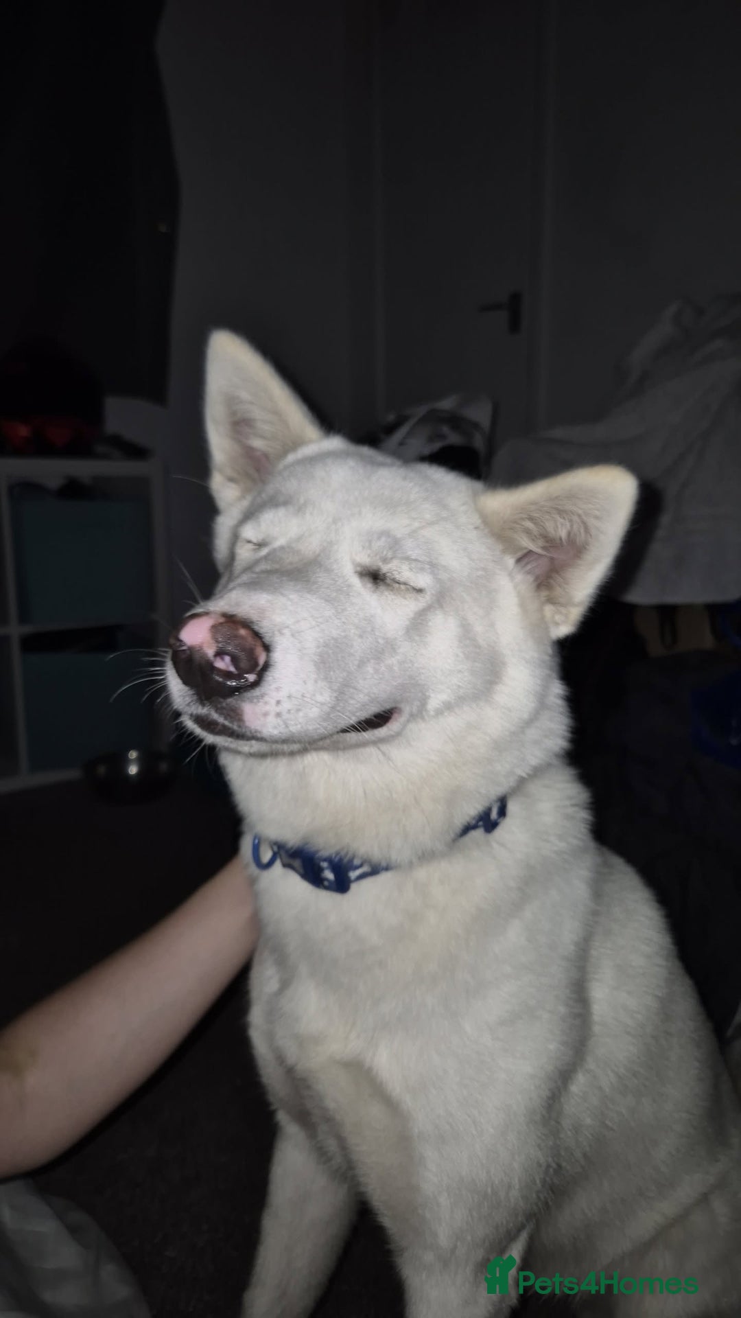 Mixed Breed dogs for sale: American x Japanese Akita  - Image 5