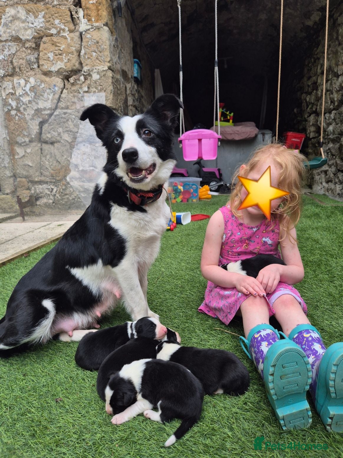 Border Collie dogs PURE-BRED BORDER COLLIE PUPS  - Advert 2