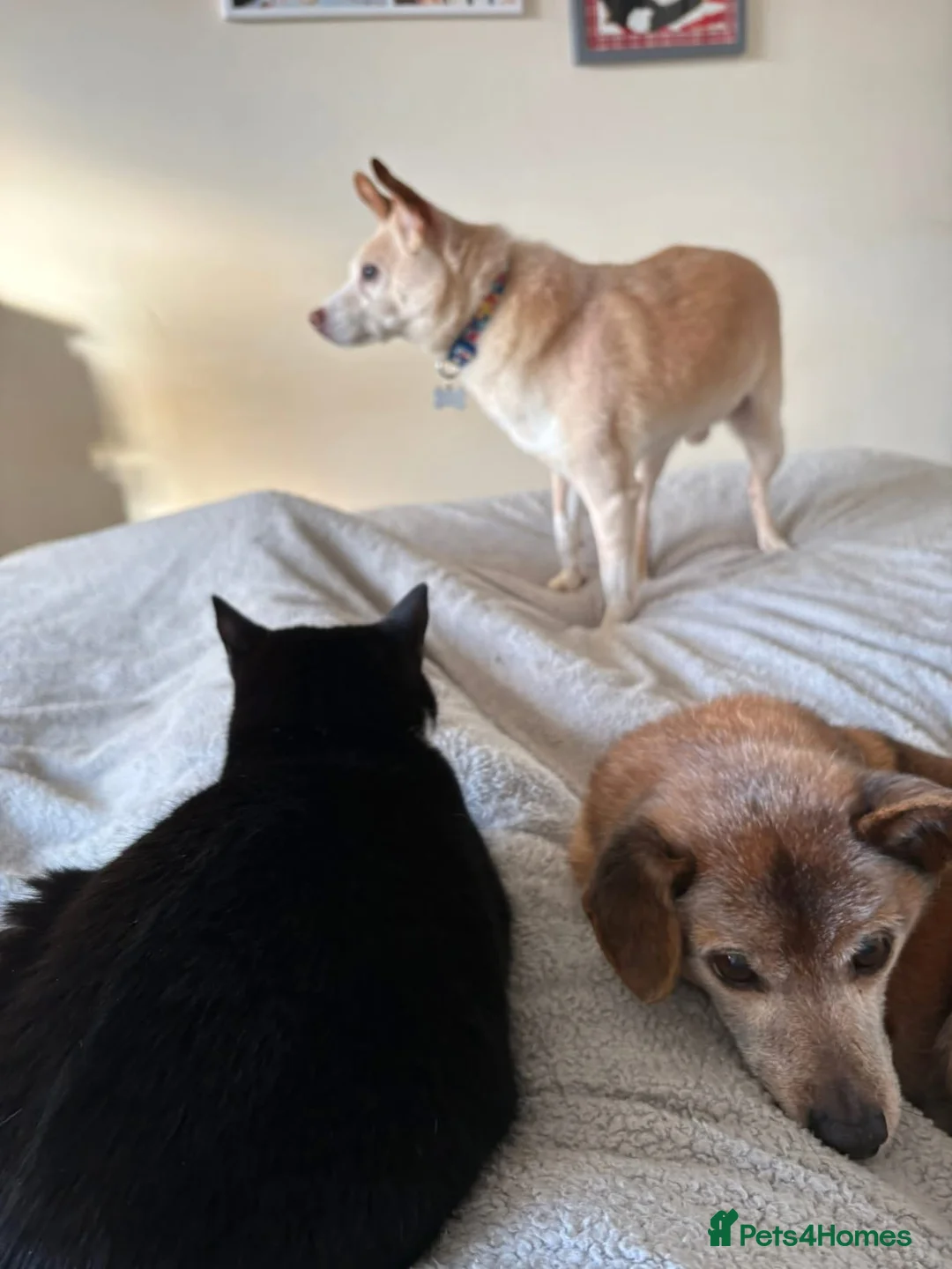 Mixed Breed dogs for adoption: Paddy - Hempnall Norfolk  - Advert 4