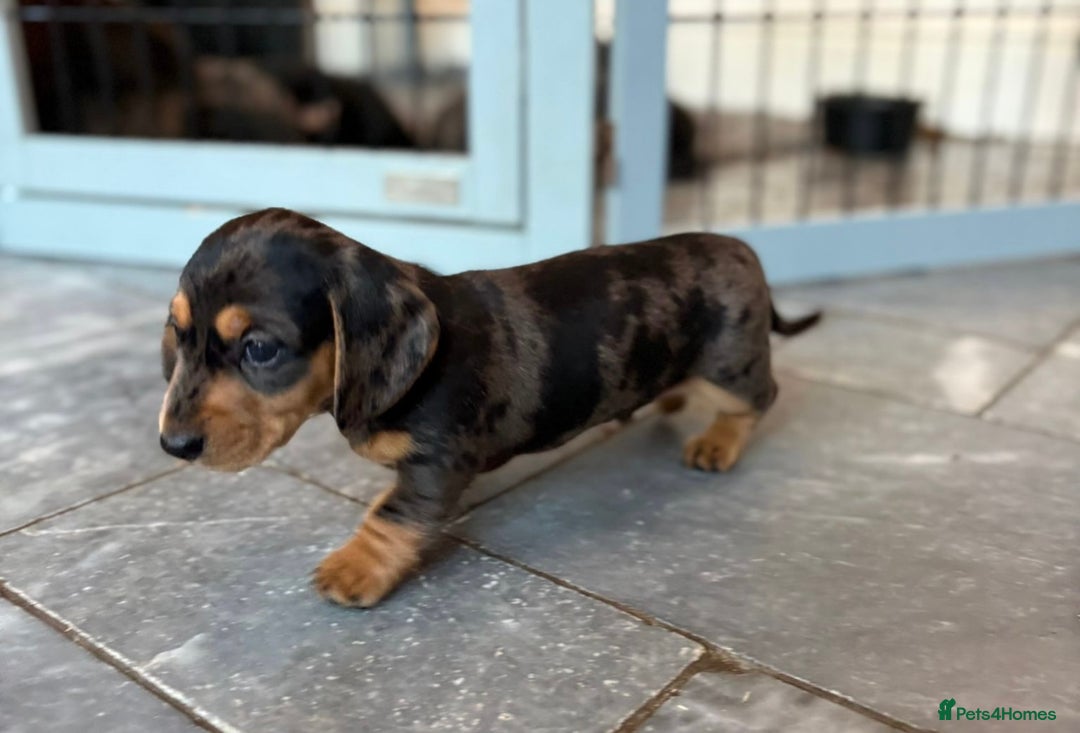 Miniature Dachshund dogs for sale: Kc reg miniature dachshund  - Advert 3