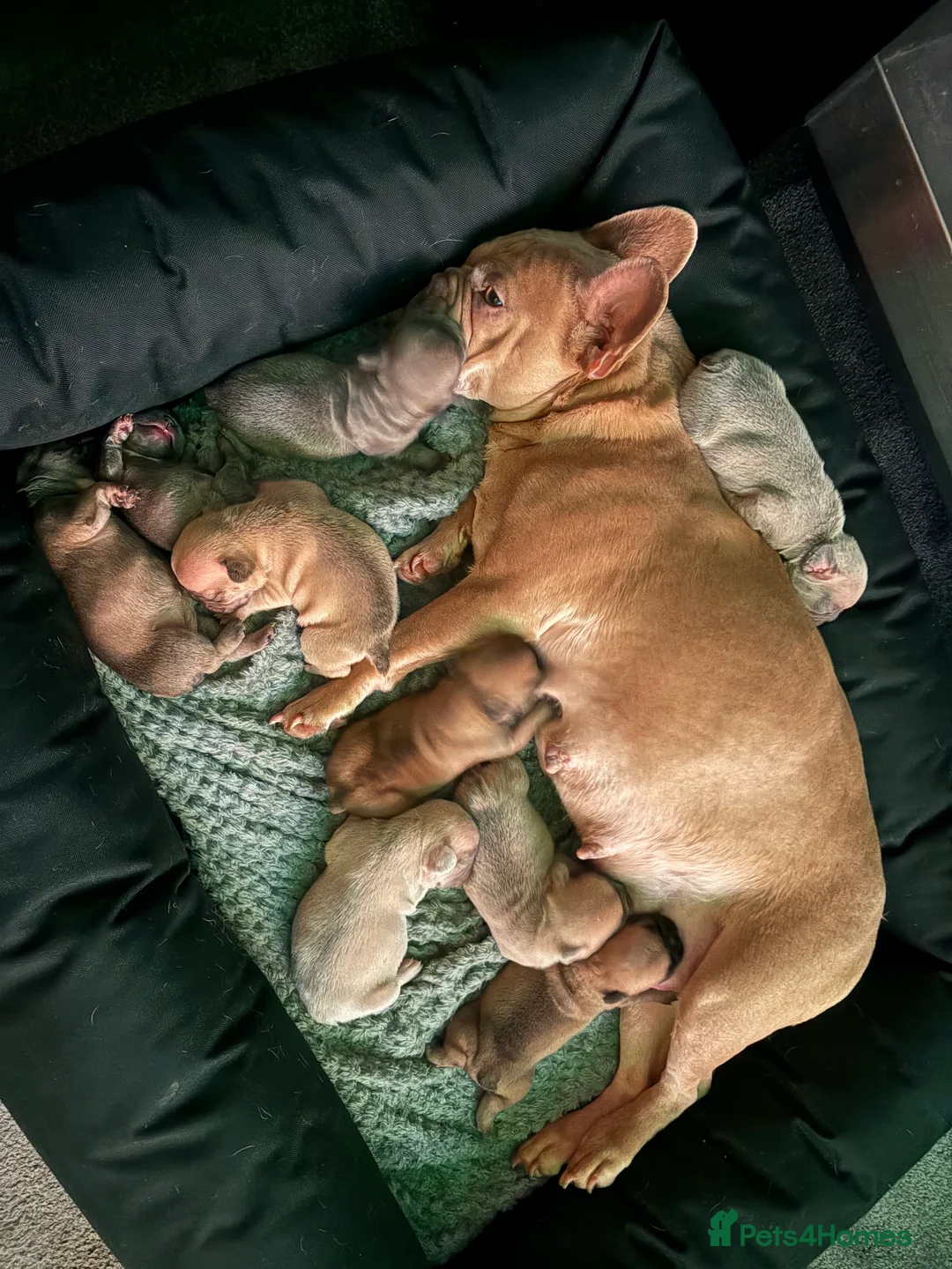 French Bulldog dogs for sale: French bulldog puppies  - Advert 17