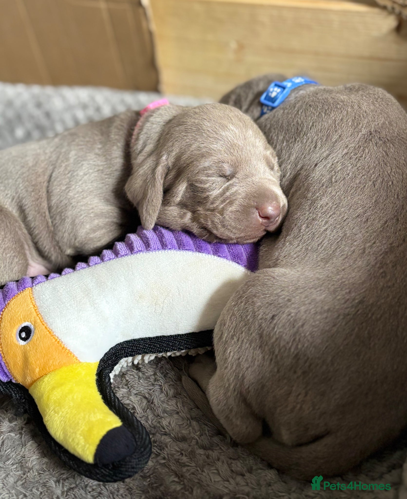 Mixed Breed dogs WEIM X DOBERMAN CHAMPION BLOODLINE PUPS - Advert 18