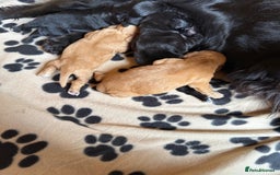 Cocker Spaniel dogs for sale: Beautiful cocker spaniel puppies - Image 8