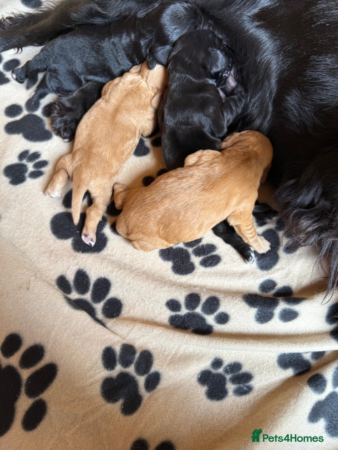 Cocker Spaniel dogs for sale: Beautiful cocker spaniel puppies - Image 8