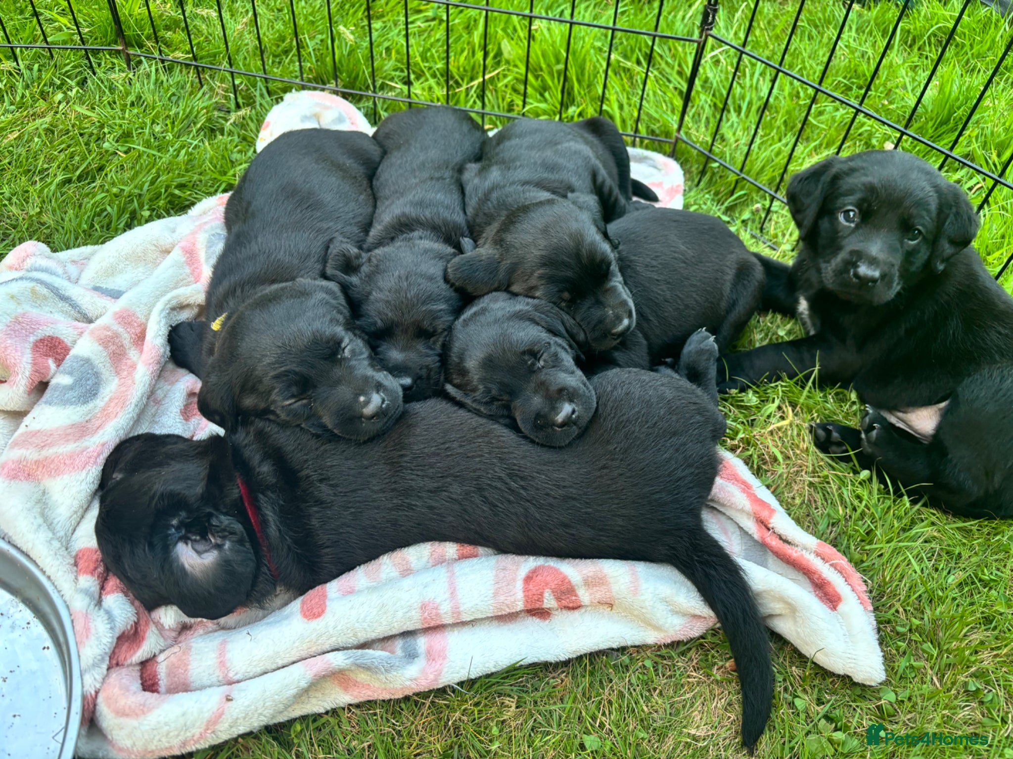 Springador dogs Beautiful F1BB Springador Puppies for Sale 🐾 - Advert 7