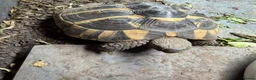 Hermann Tortoise reptiles for sale: Female Hermann Tortoise in Bournemouth - Advert 1