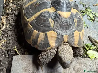 Hermann Tortoise reptiles Female Hermann Tortoise - Advert 2
