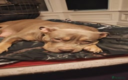 Mixed Breed dogs for sale: AMERICAN BULLY X LABRADOR - Image 9