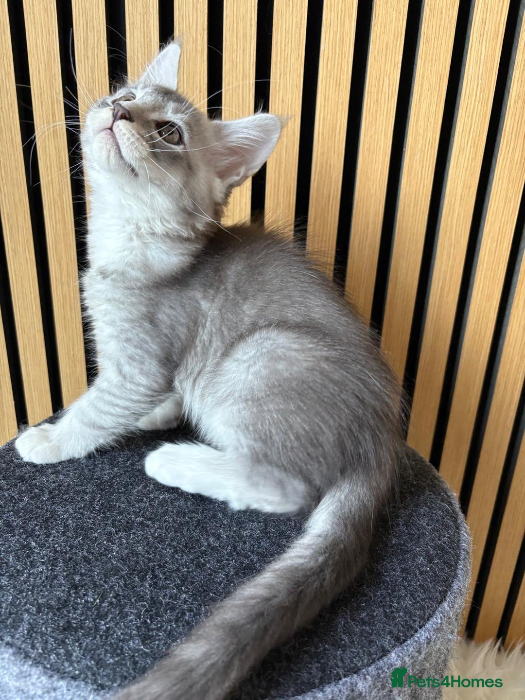 Maine Coon cats for sale: XL Maine Coon Kittens for Sale – TICA Reg - Advert 3